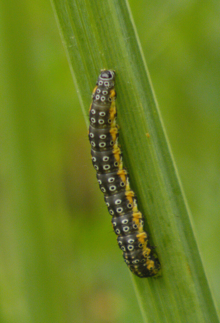 Depressaria daucella