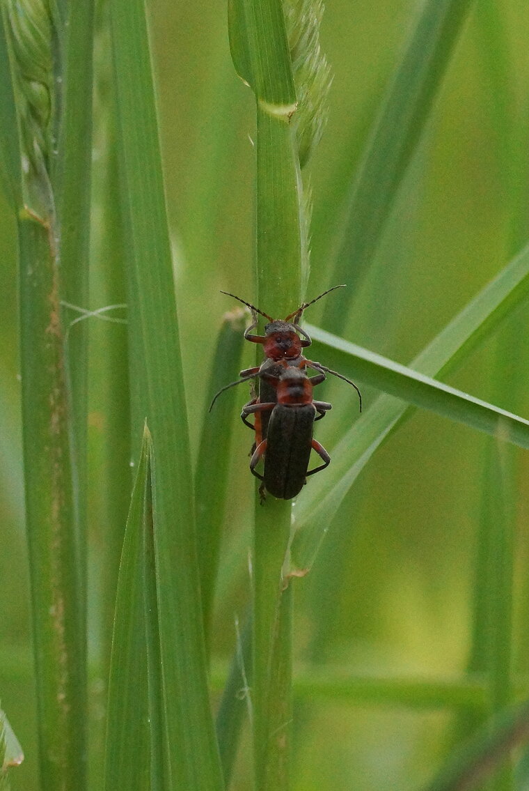 Cantharis rustica recadré