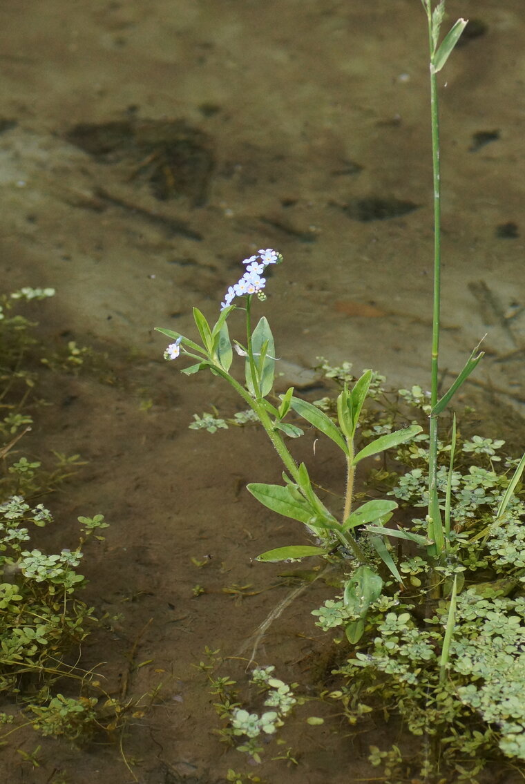 Myosotis sp