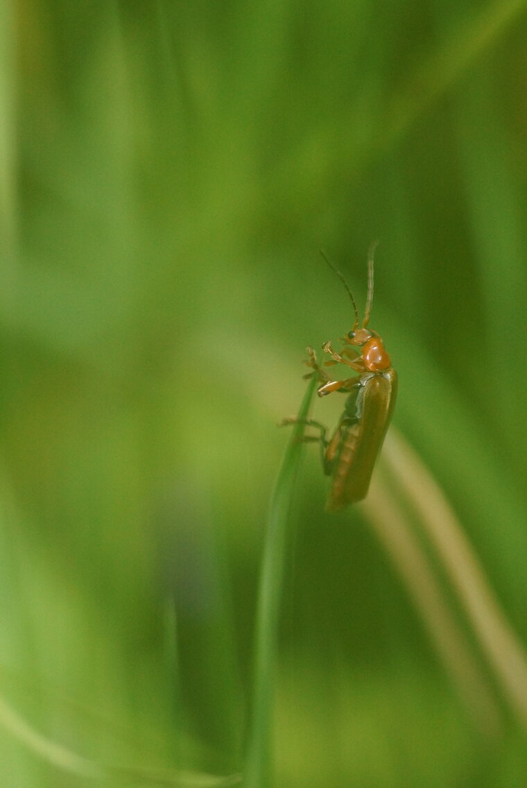 Cantharis sp 2