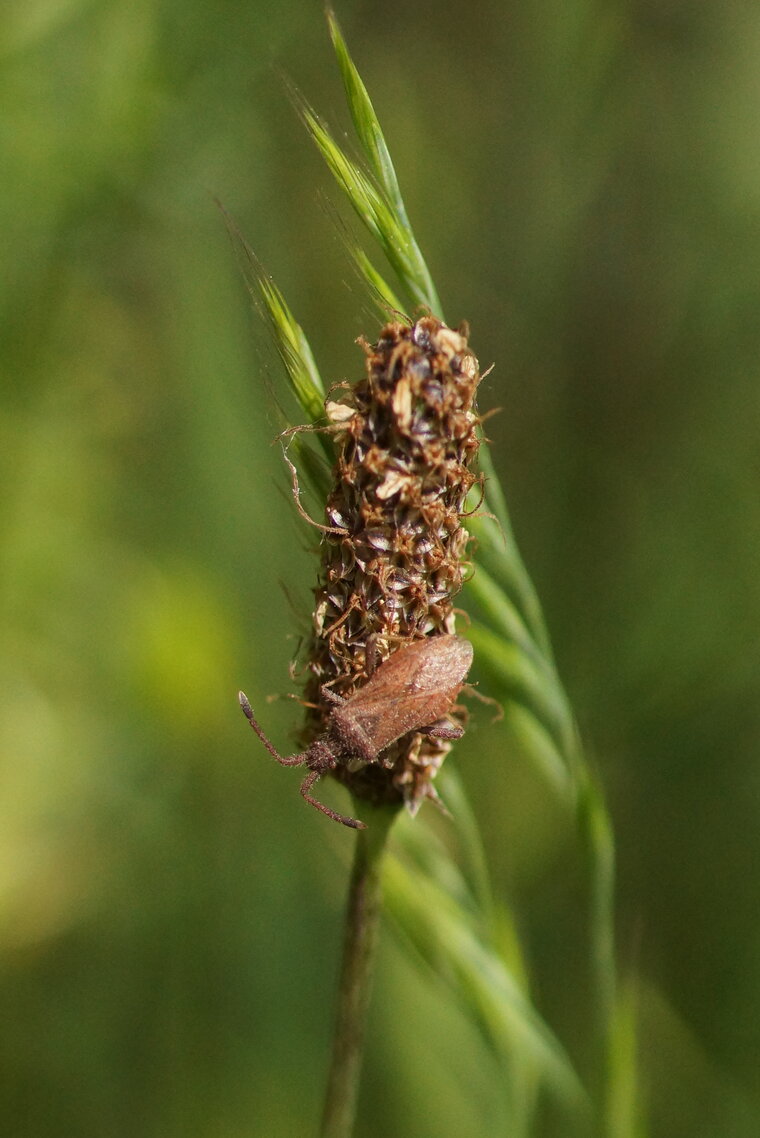 Coriomeris denticulatus sous réserve