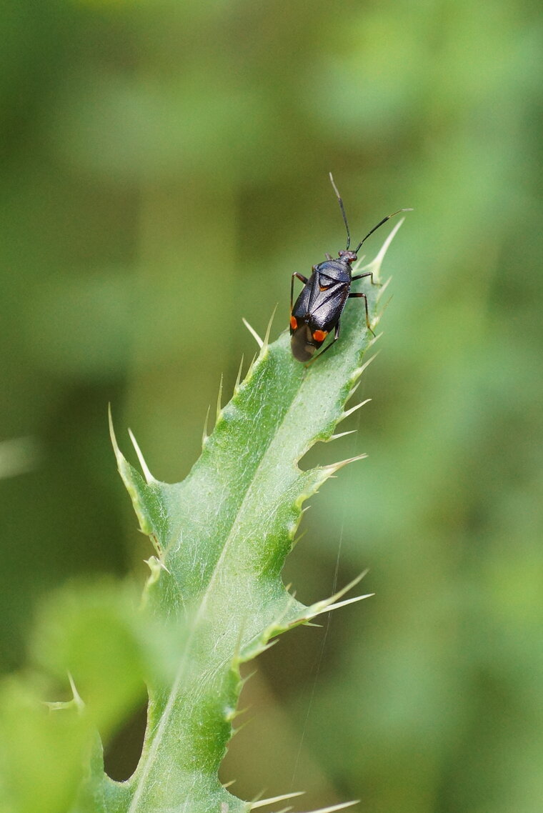 Deraeocoris ruber