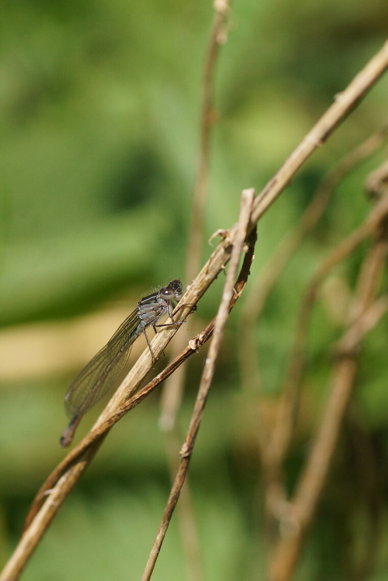 Ishnura elegans