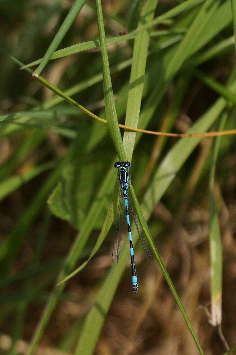 Agrion joli sous réserve