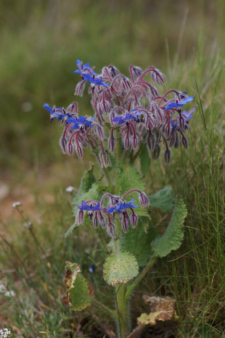 Bourrache officinale