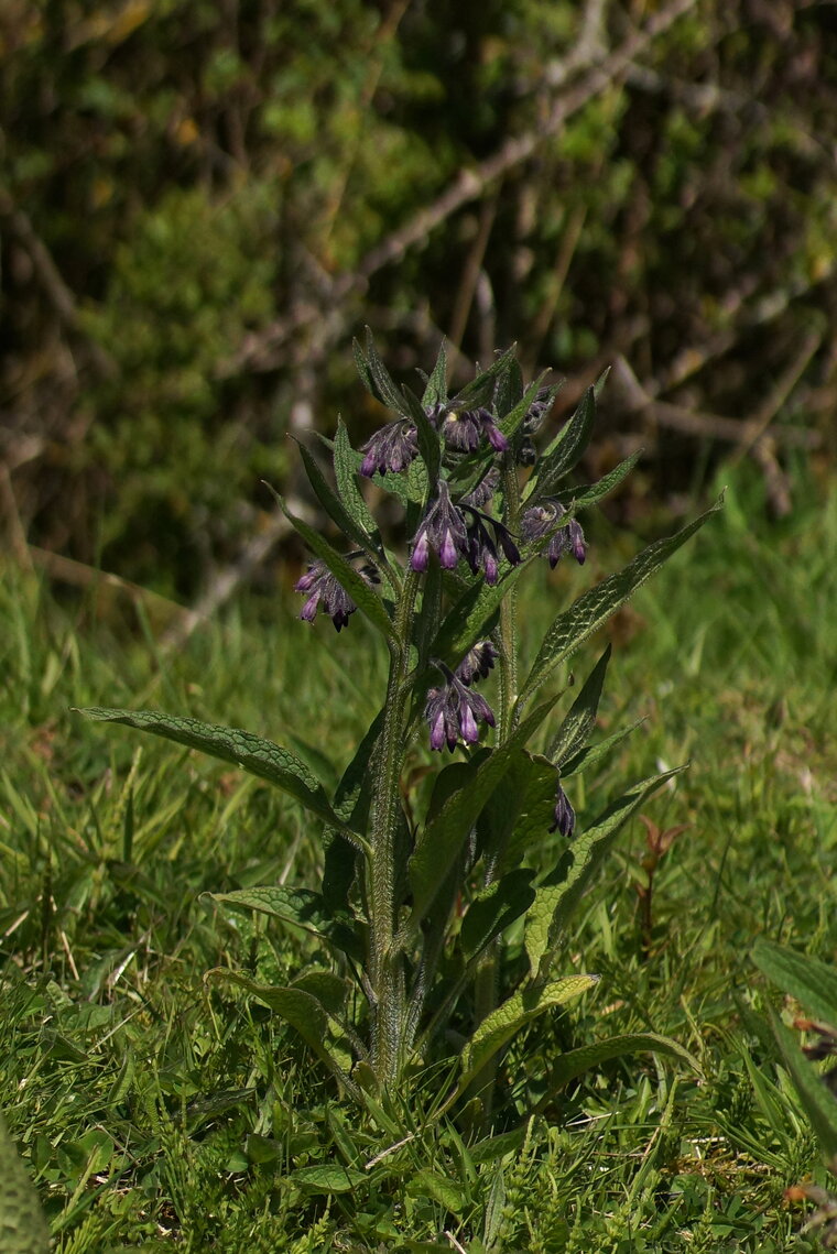 Consoude officinale