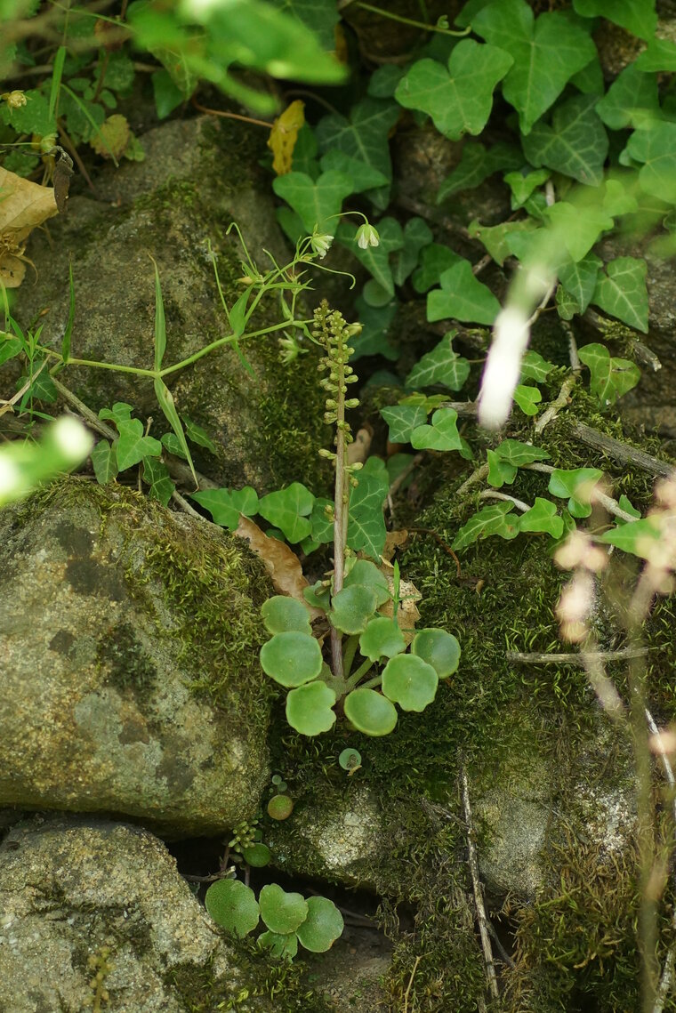 Nombril de Vénus