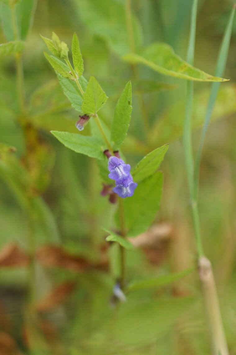 Scutellaire à casque Scutellaria galericulata sous réserve