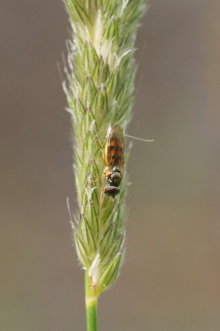 Syrphe Melanostoma scalare sous réserve