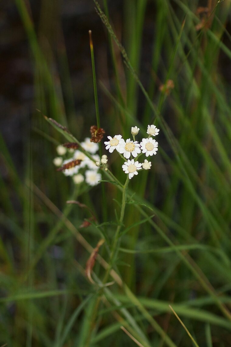 Achillée sternutatoire