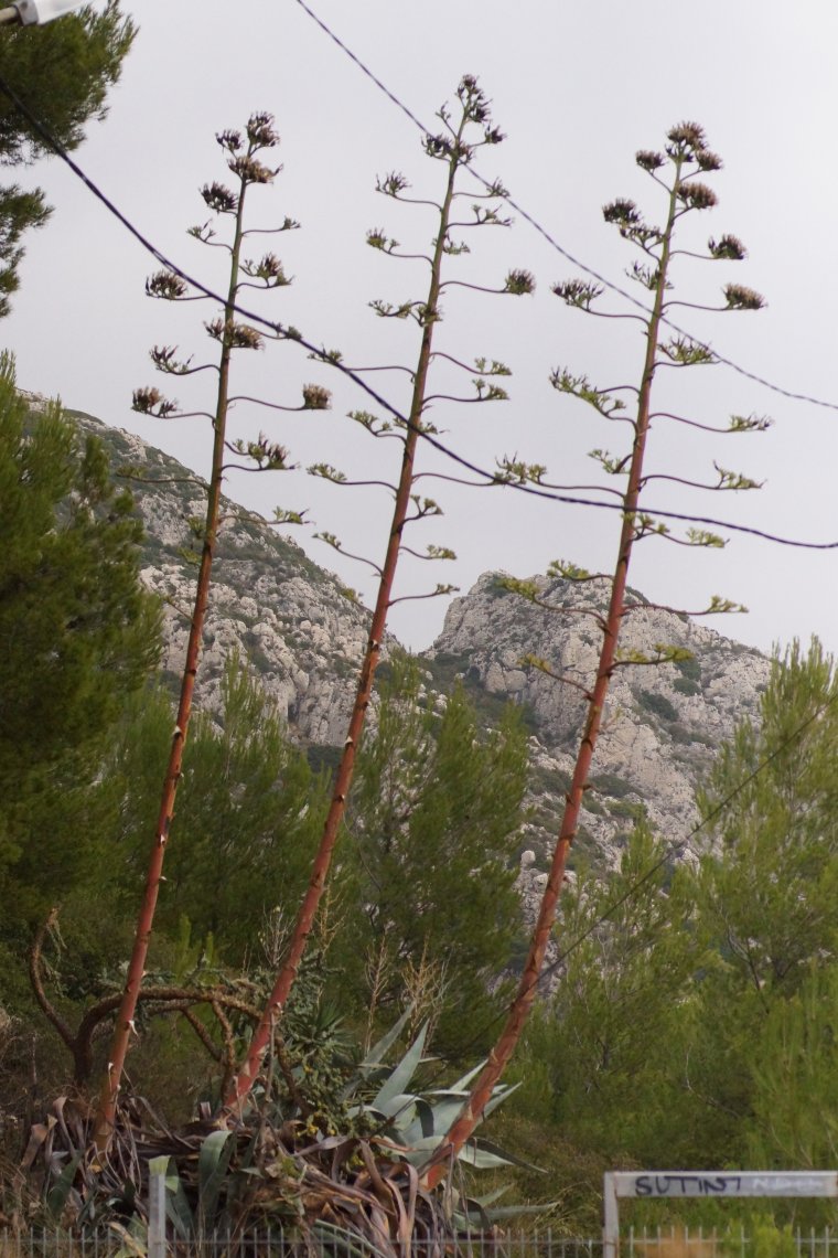 Agaves