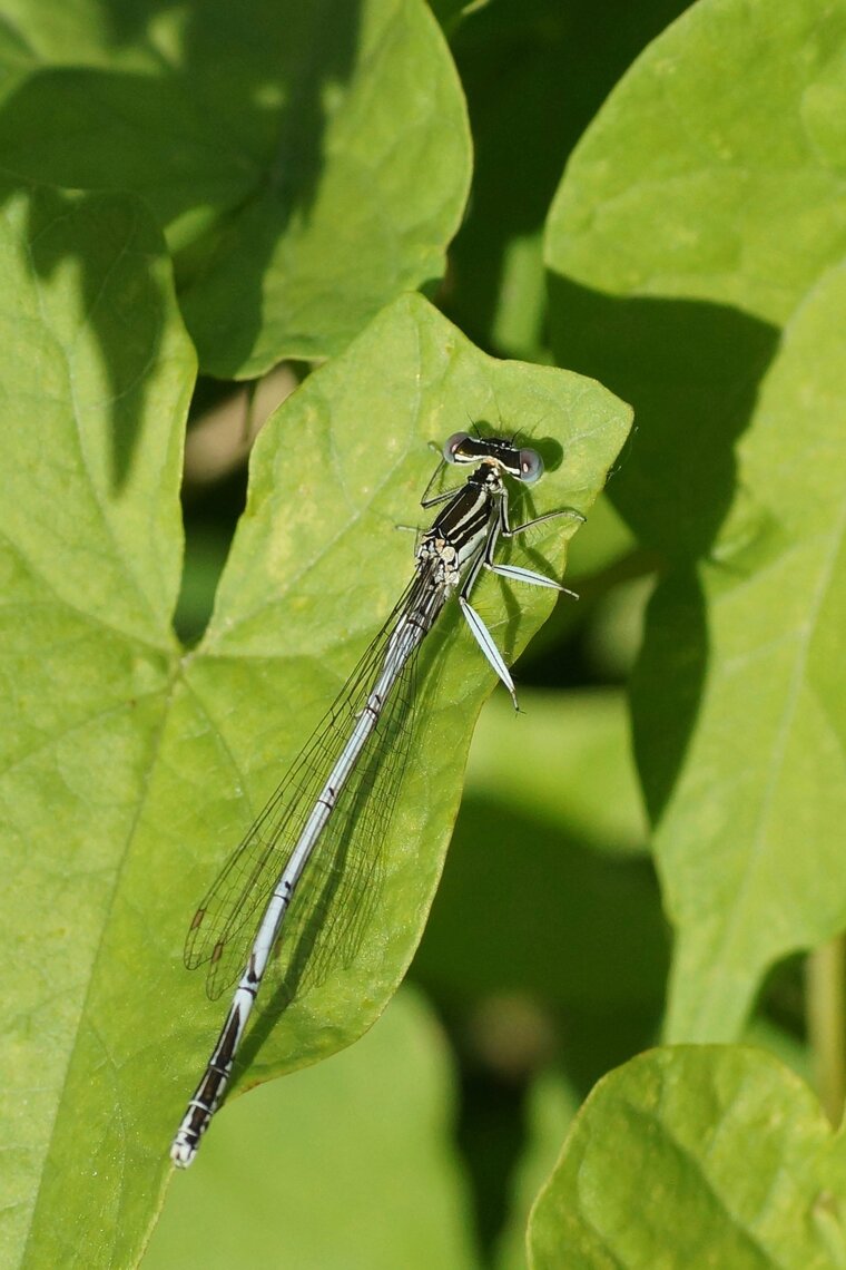 Agrion blanchâtre mâle