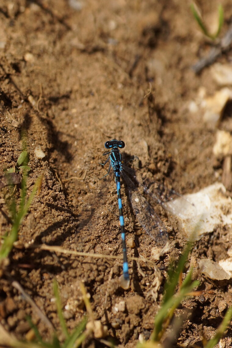 Agrion de Mercure