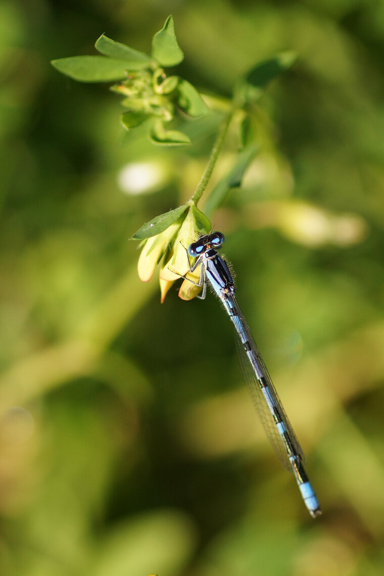 Agrion porte coupe