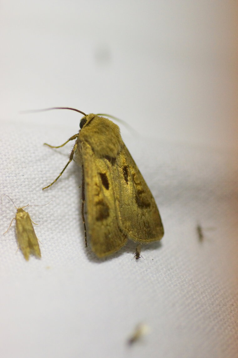 Agrotis exclamationis