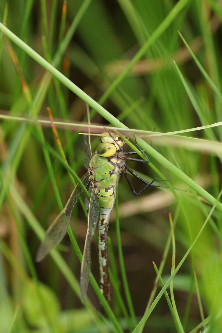 Anax imperator Anax empereurDSC07905