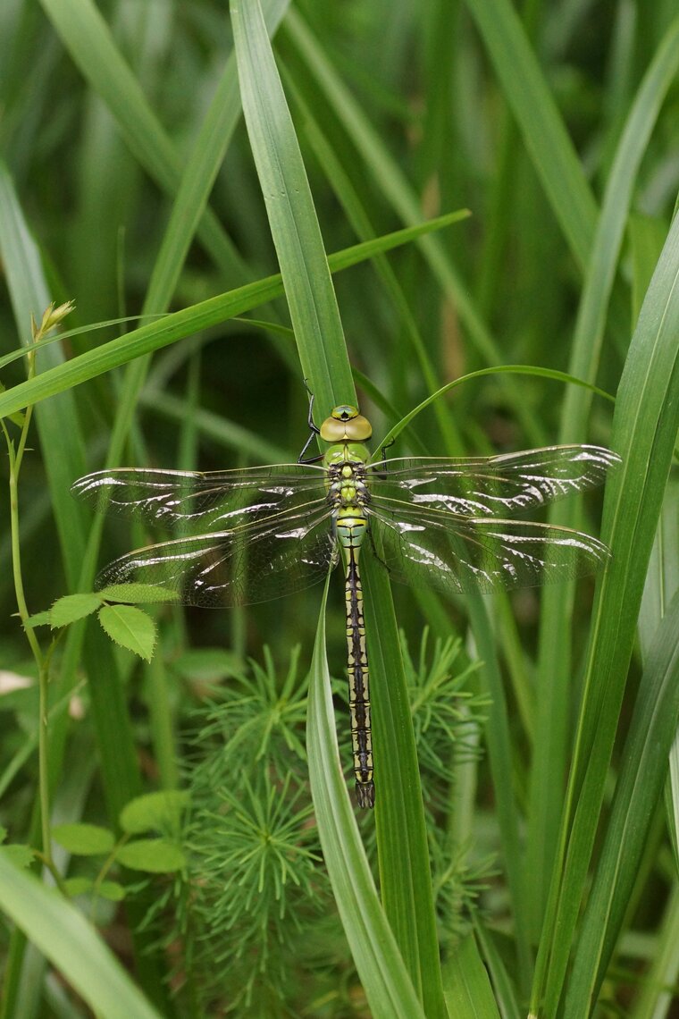 Anax imperator Anax empereurDSC07957