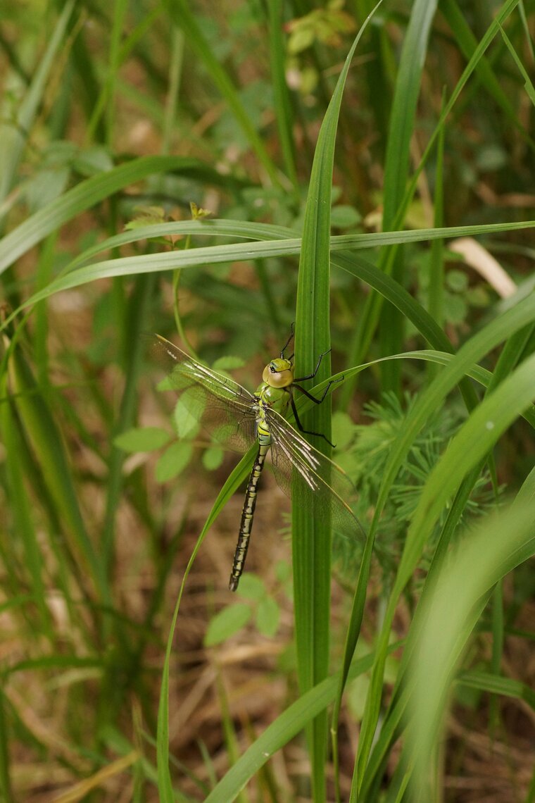 Anax imperator Anax empereurDSC07961