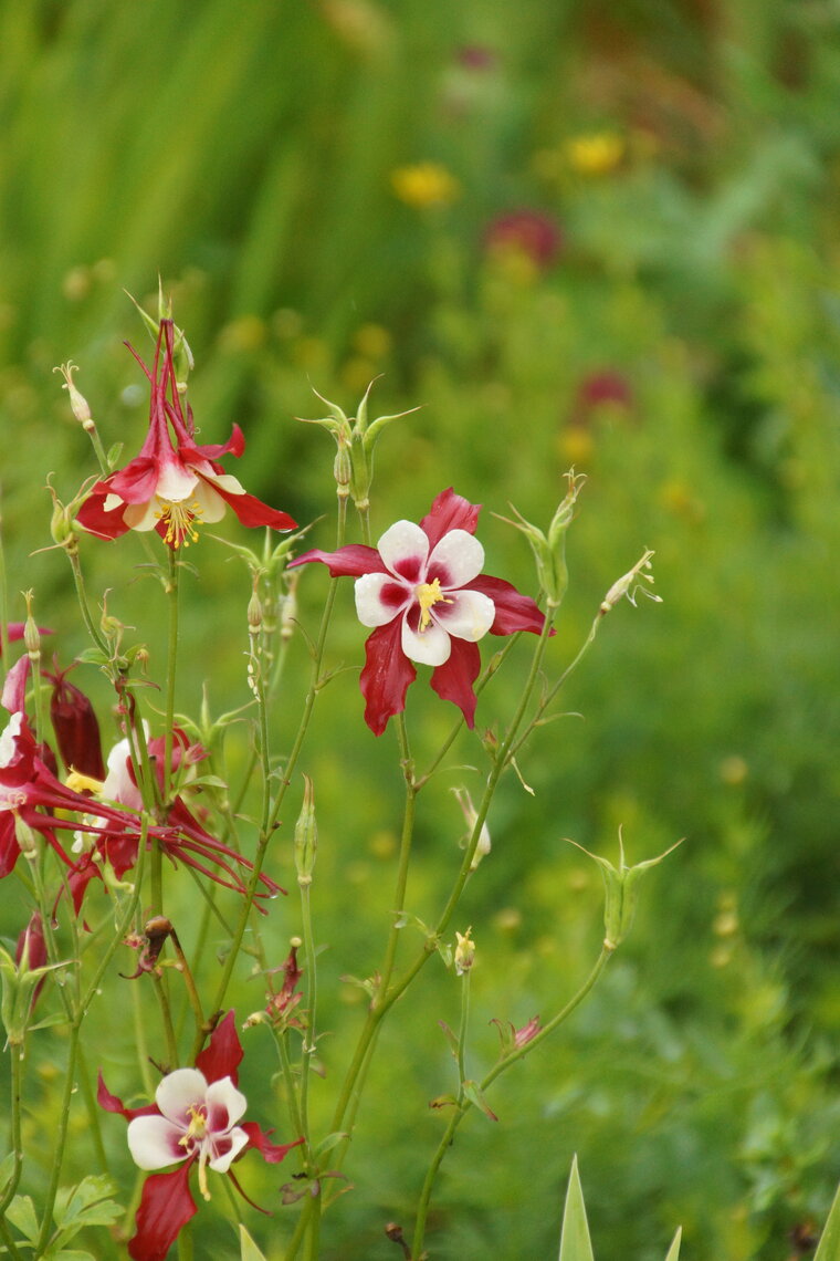 Ancolie horticole