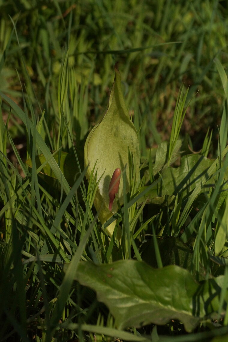 Arum sp