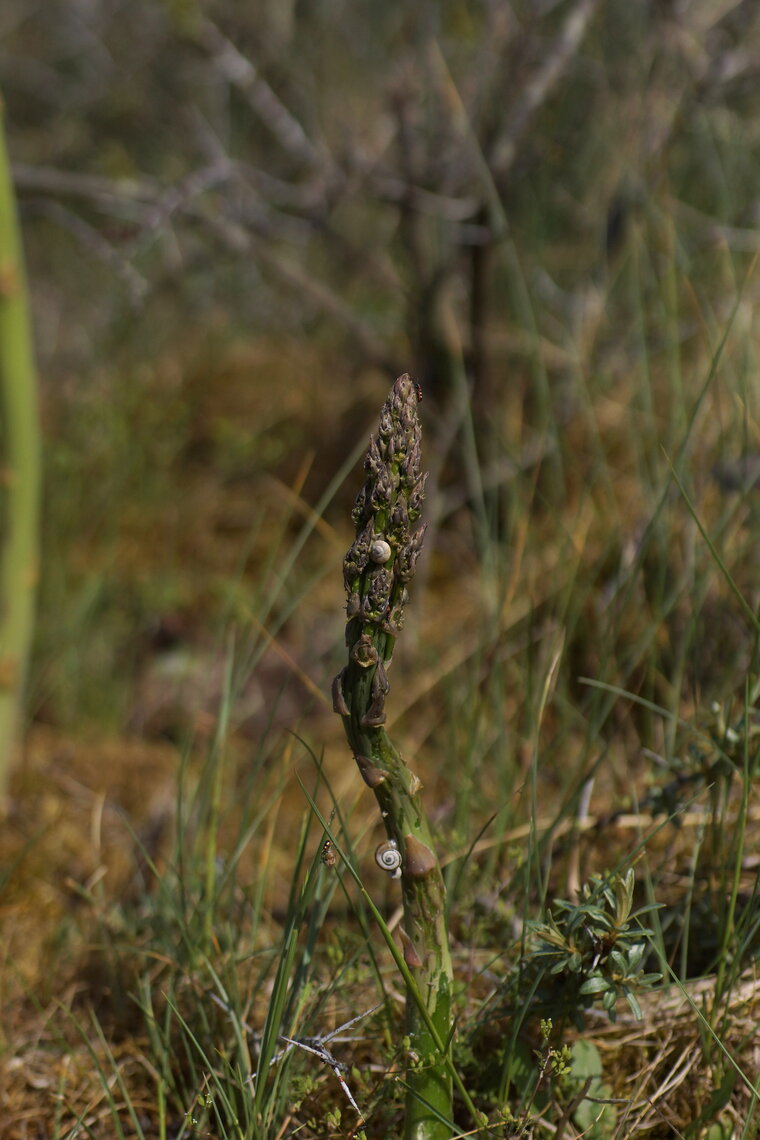 Asperge