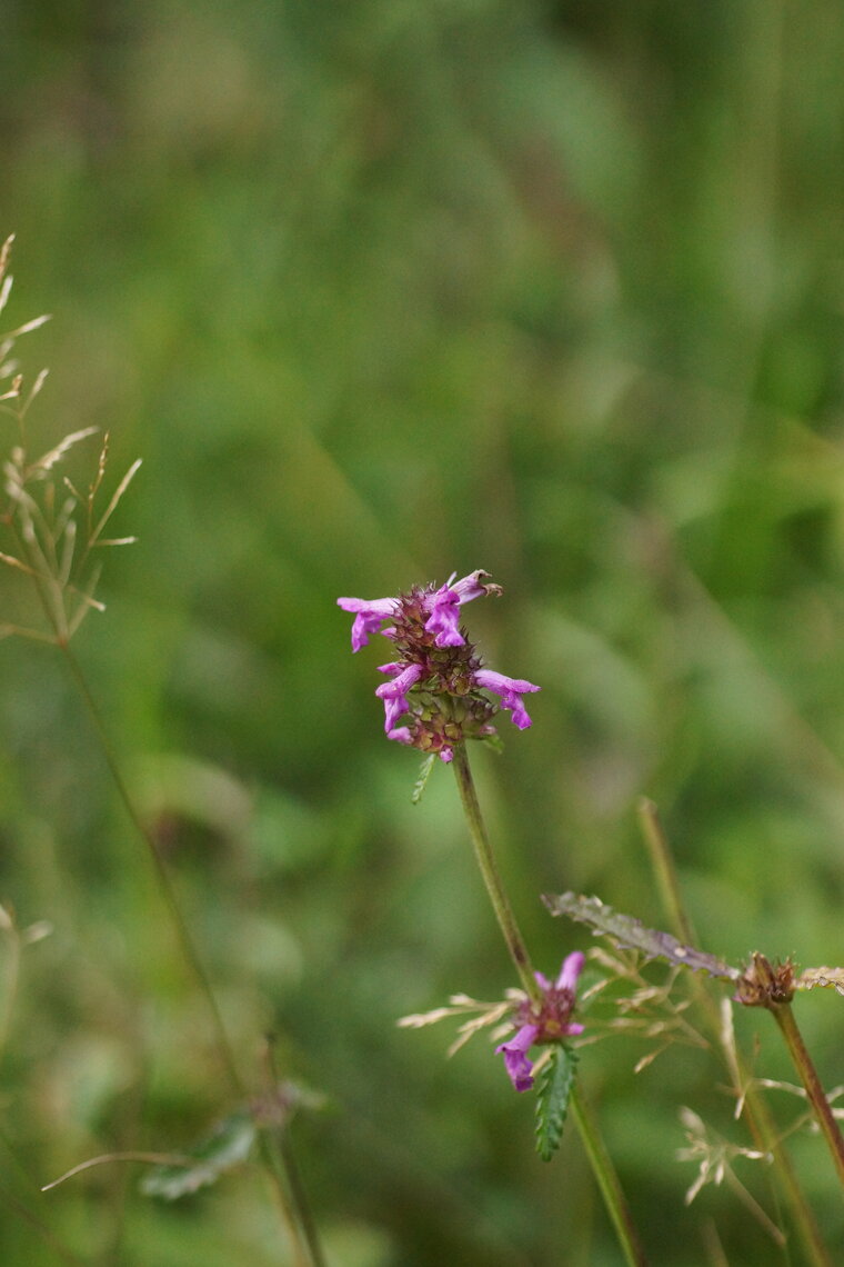 Bétoine officinale Stachys officinalis