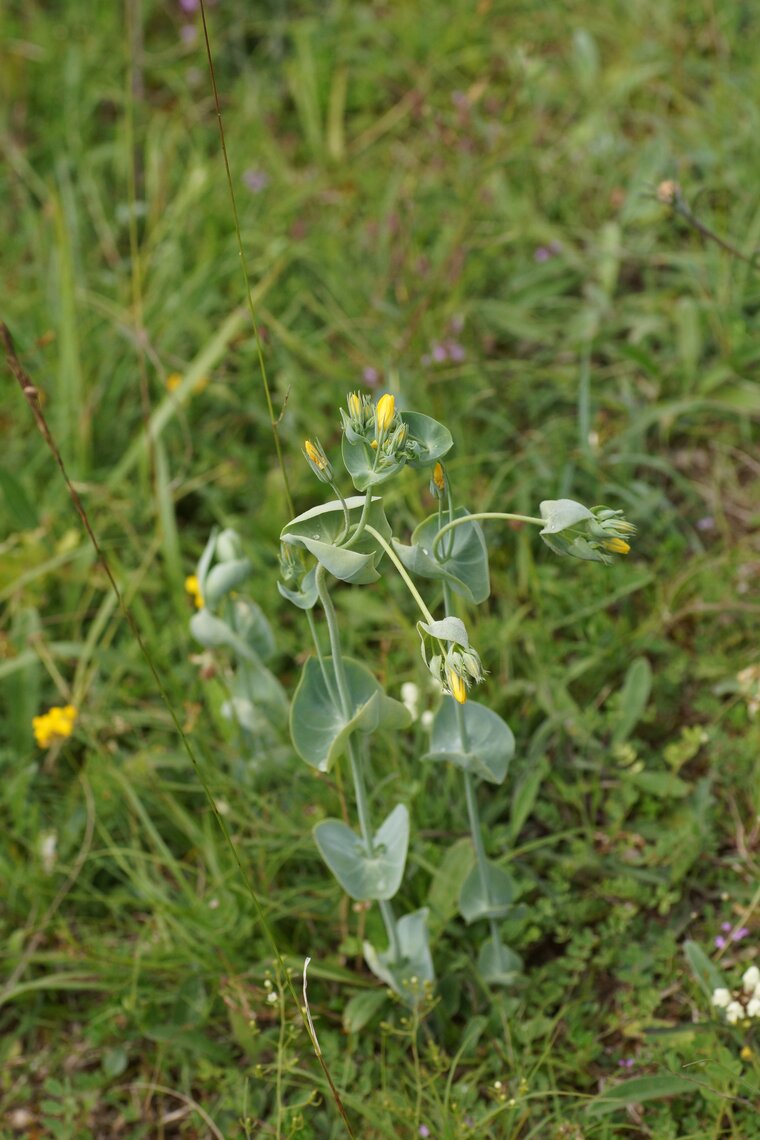 Blackstonia perfoliata