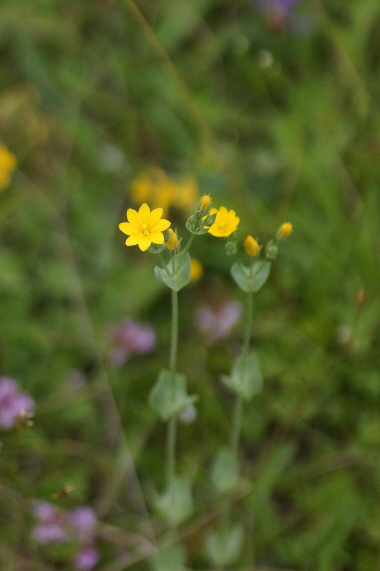 Blackstonia perfoliata