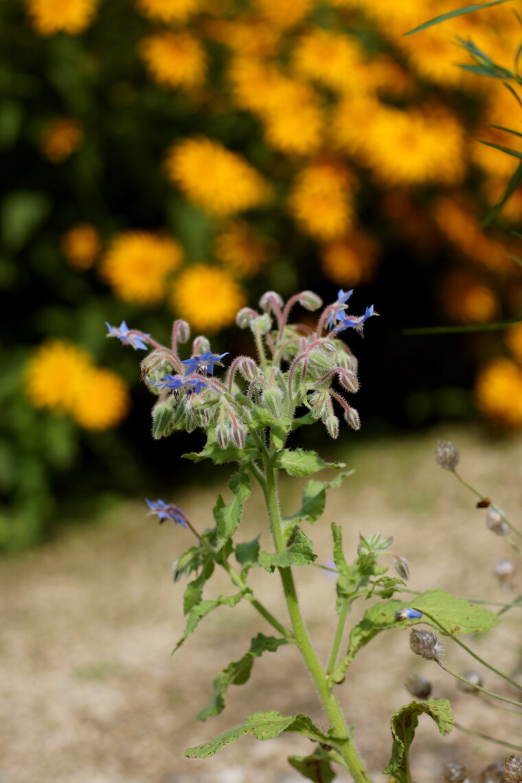 Bourrache officinale Borago officinalis