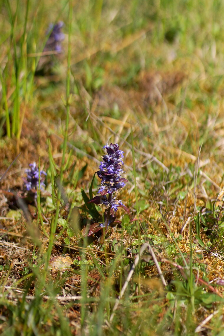 Bugle rampant