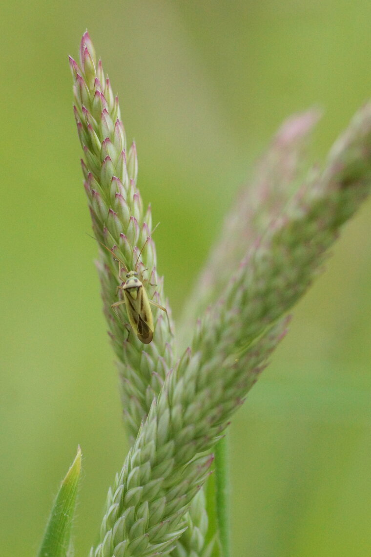 Calocoris sp sous réserve