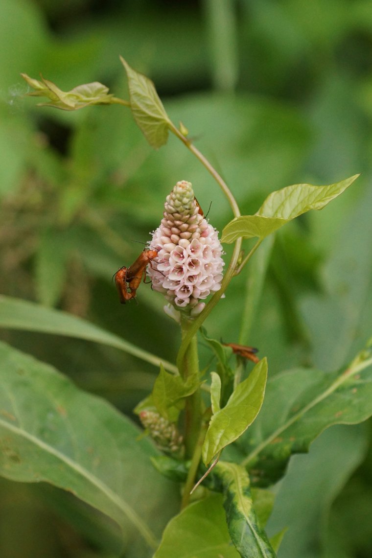 Cantharis fauve