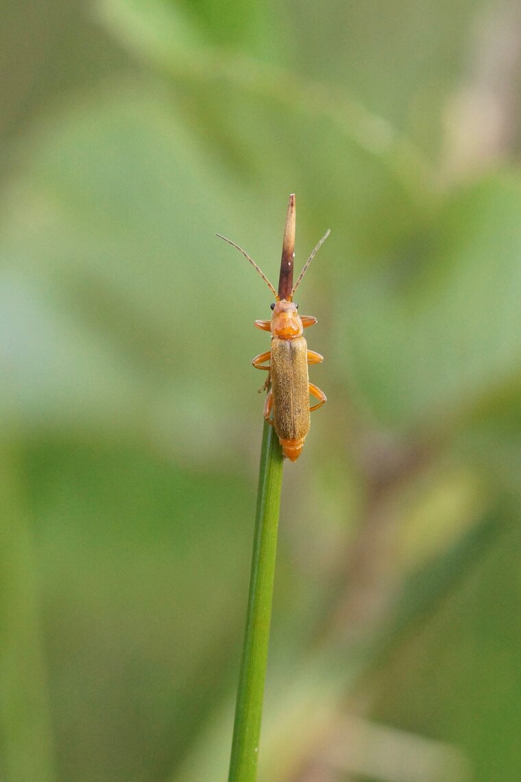 Cantharis livida