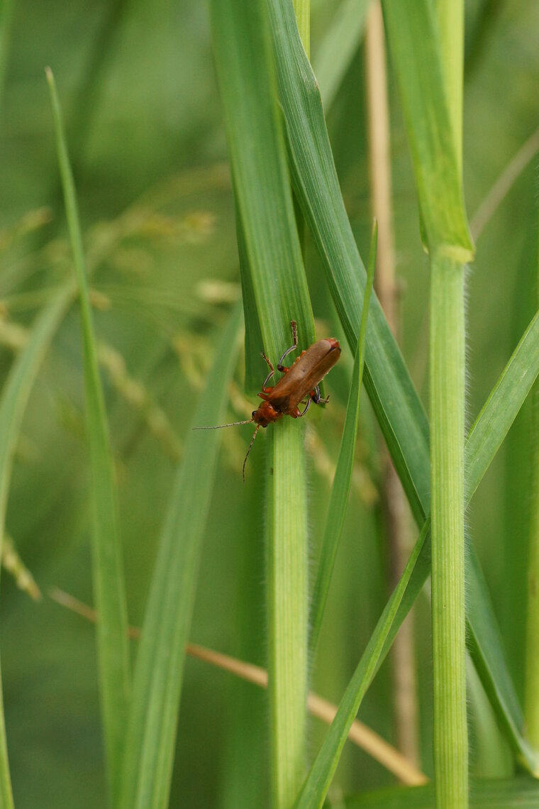 Cantharis livida 2