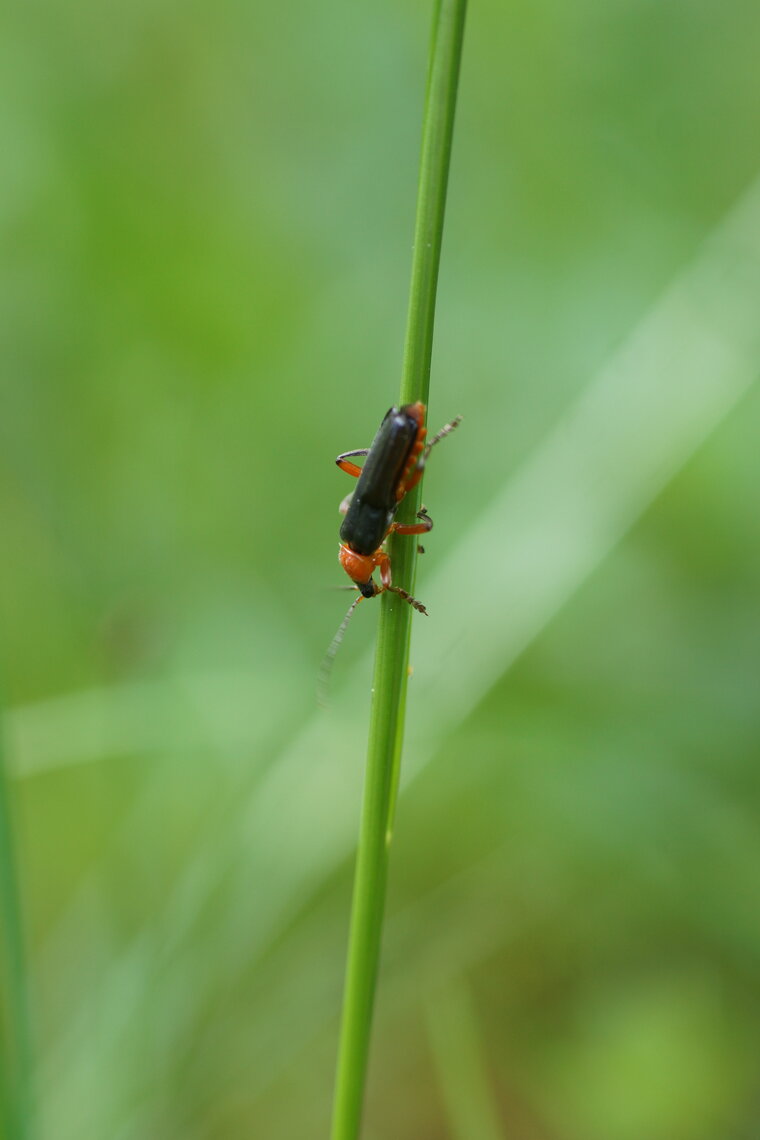 Cantharis pellucida