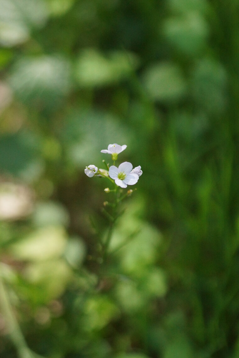 Cardamine des près