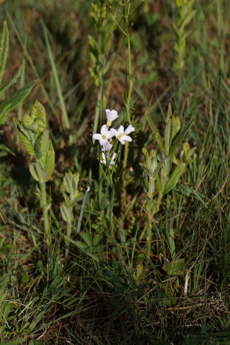 Cardamine des près