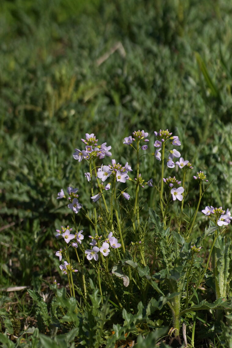 Cardamine sp