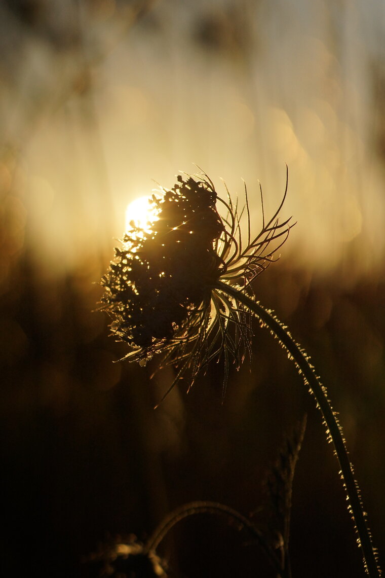 Carotte sauvage Daucus carota