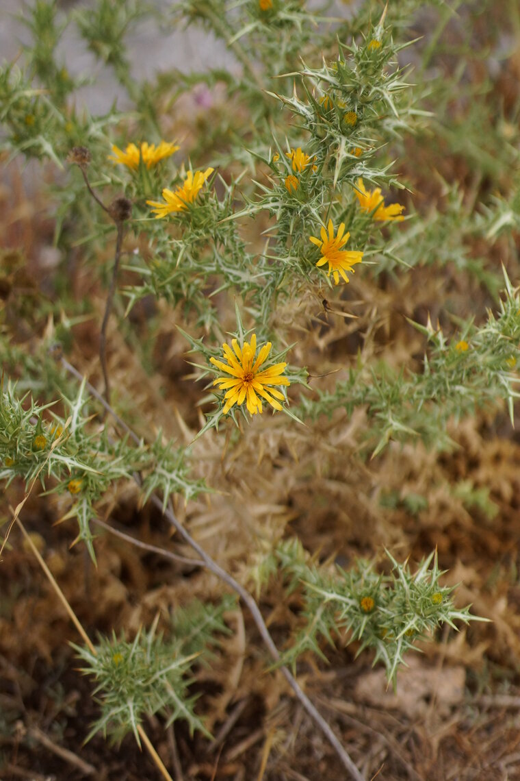 Carthame laineux Carthamus lanatus sous réserve