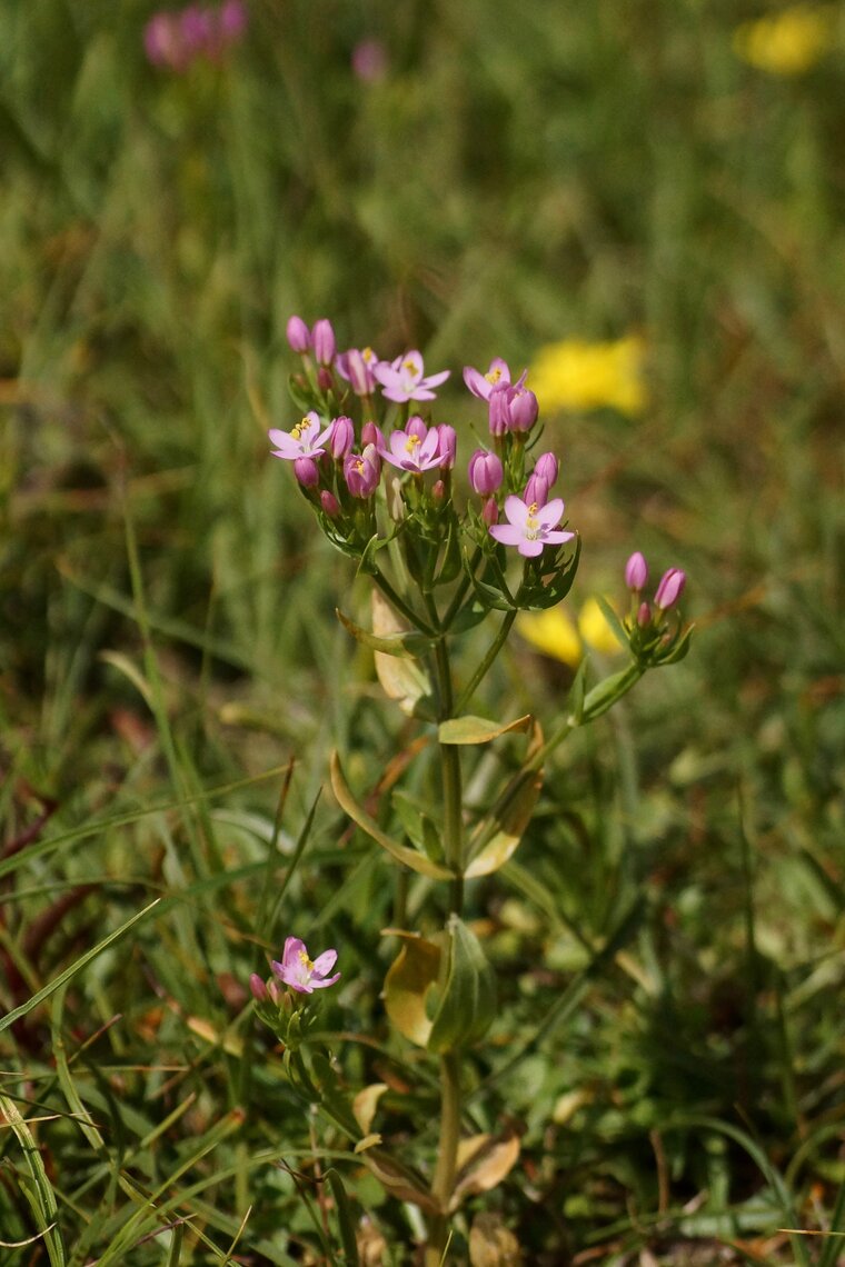 Centaurium sp