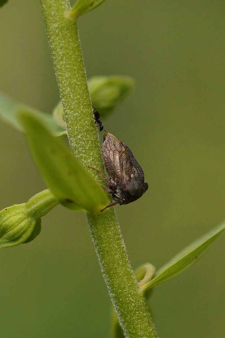 Centrotus cornutus