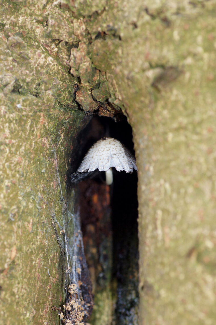 Champignon cavernicole