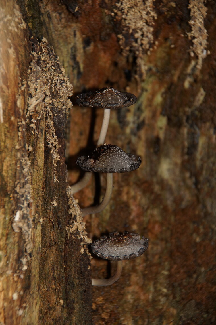 Champignons cavernicoles