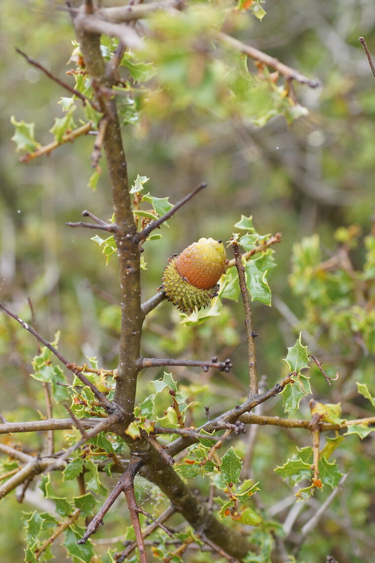 Chêne kermes Quercus coccifera et son gland