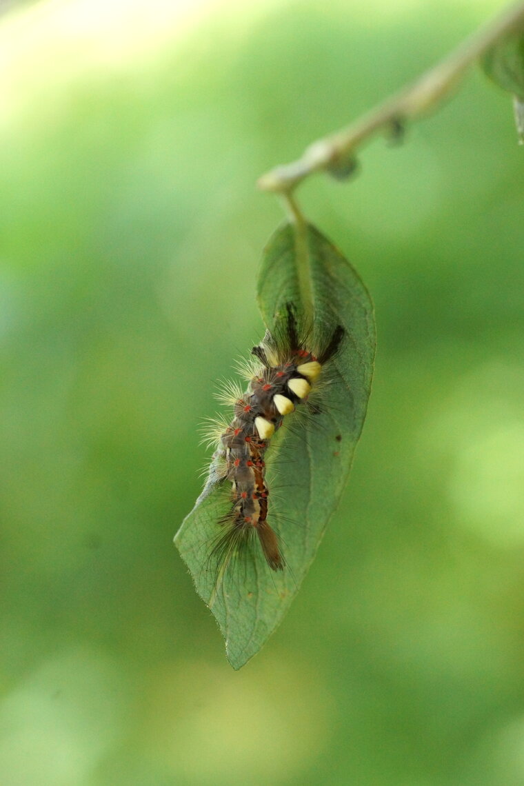 Chenille de l Etoilée Orgyia antiqua