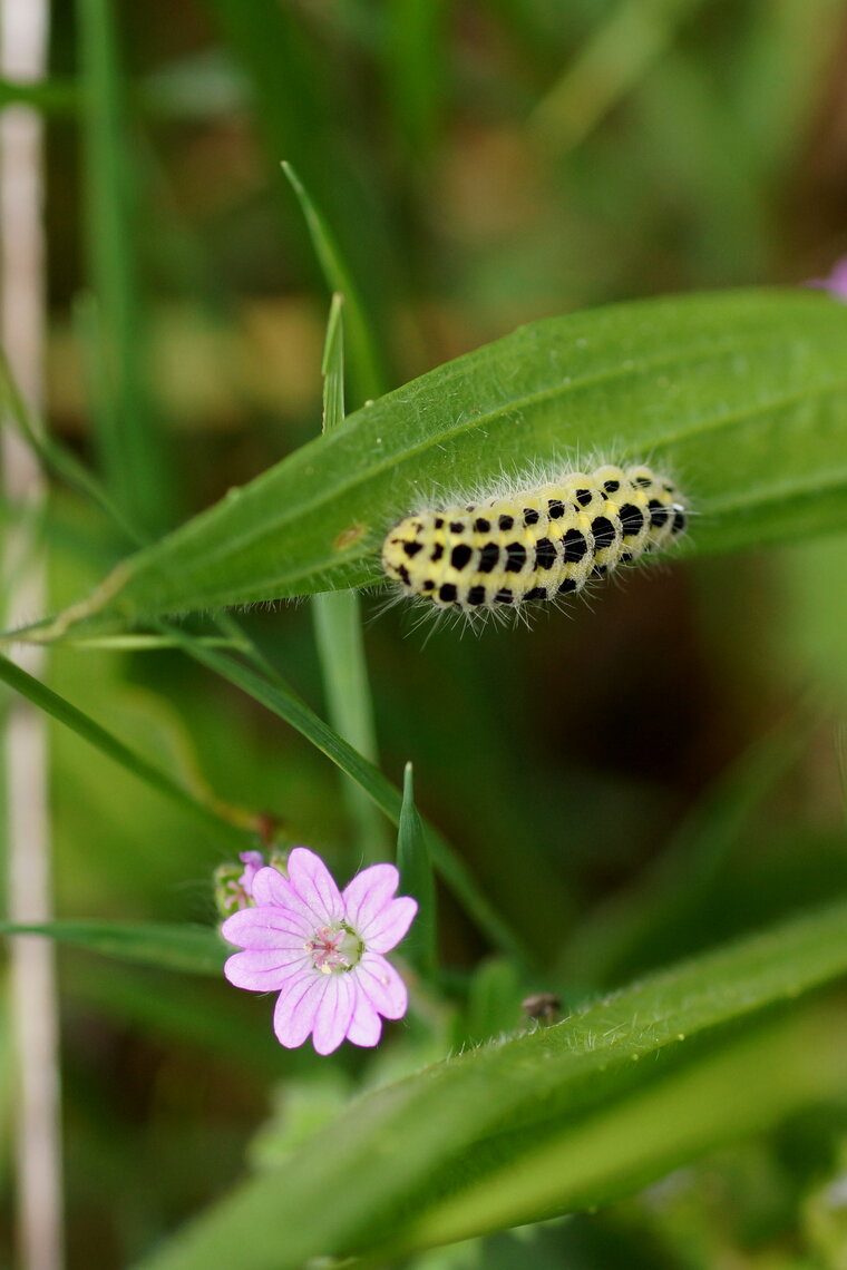 Chenille de la Zygena ionicerae