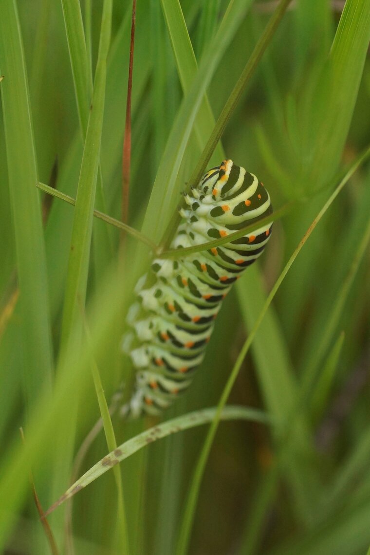 Chenille de Machaon