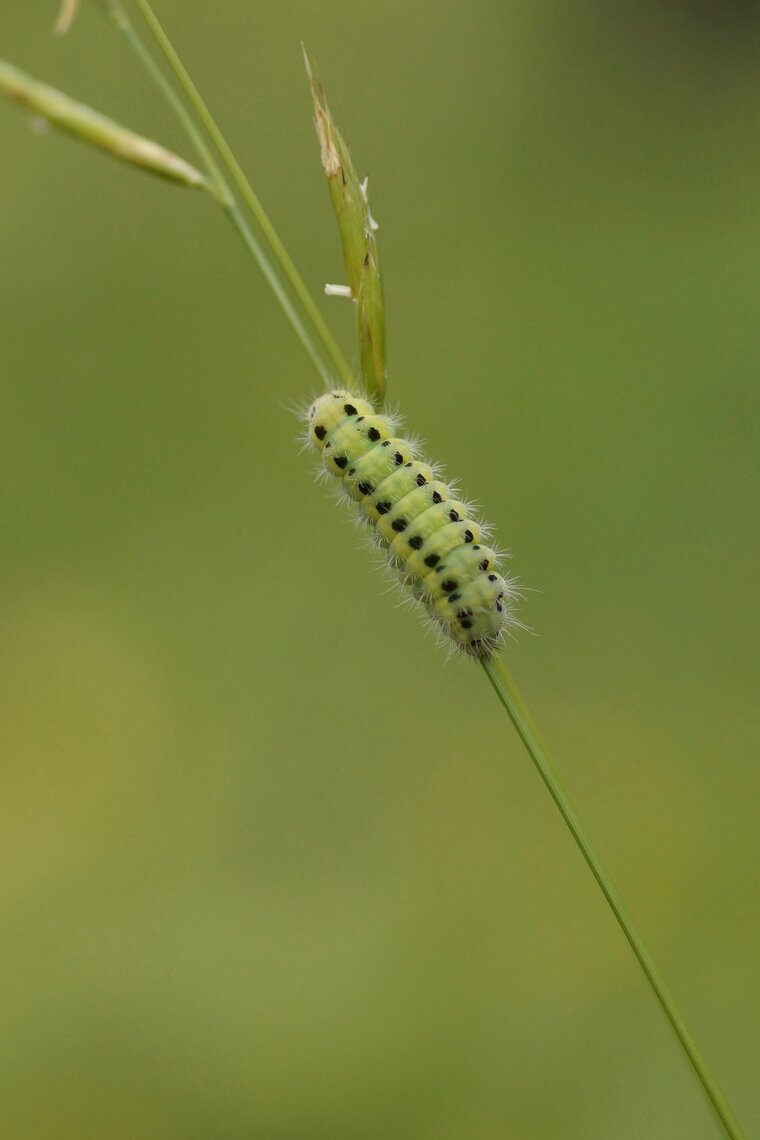 Chenille de Zygène