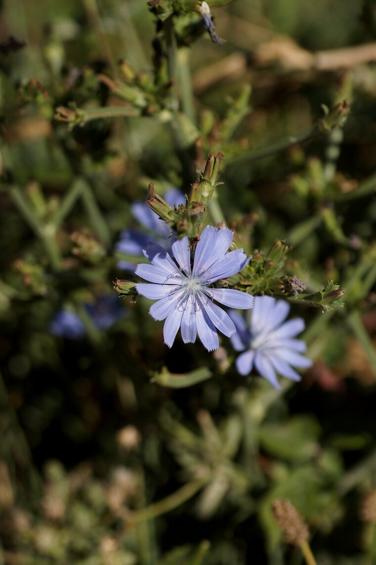 Chicorée amère Cichorium intybu